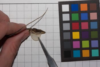 Media type: image;   Herpetology R-186853